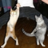 Funny Animals - Cat Punching