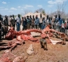 April Fools Pictures - What Happens When an Elephant Dies in Zimbabwe