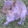 Funny Links - Stalked By Baby Squirrel