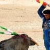 Funny Animals - Bullfighting