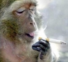Funny Animals - Animal Chain Smoker