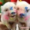 Funny Animals - Finger Painting Class