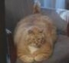 Funny Links - Worlds Fattest Cat