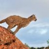 Funny Animals - Cougar Jumping