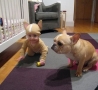 Funny Kids - Baby Matching Dog
