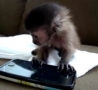 Cool Links - Baby Monkey Plays Iphone Game