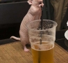 Funny Animals - Bald Rat Drinking Beer