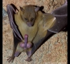 Funny Animals - Bat Penis