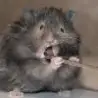 Funny Animals - Random Cute Mice