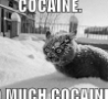Funny Links - Cocaine Cat