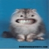 Political Pictures - Funny Mouth Cat