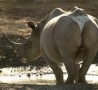 Funny Animals - Booty Rhino