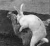 Easter Funny Pictures - Bunny Rapes