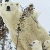 Funny Animals - Polar Bear Family