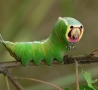 Cool Pictures - Caterpillar In Close Up