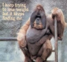Funny Animals - Losing Weight