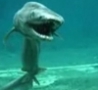 Cool Links - Watch Frilled Shark Caught on video