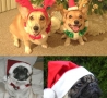 Christmas Pictures - Christmas Doggies