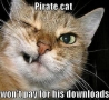 Funny Animals - Pirate Cat
