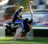 Funny Links - Ostrich Racing Gone Mad!