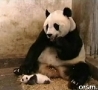 Funny Links - Sneezing Panda