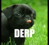 Funny Animals - Derp Pup!