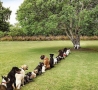 Funny Animals - Dogs Line