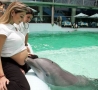 Funny Pictures - Dolphin Belly Poke
