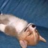 Funny Animals - Little Puppy Napping