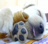 Funny Animals - Cute Puppy