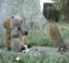 Funny Links - Attack of the Squirrel