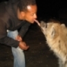 Funny Animals - Mouth Feeding Hyenas