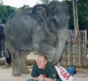 Funny Pictures - Elephant Massage