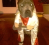 Funny Animals - Elvis Dog Costume