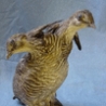 Weird Funny Pictures - Bizarre Taxidermy