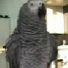 Funny Links - Beatboxing Parrot