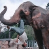 Funny Animals - Elephants Dont Forget