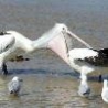 Funny Animals - Hungry Pelican