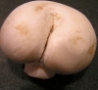 Funny Links - Butt-Like Mushroom
