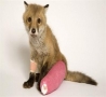 Funny Animals - Animals With Casts