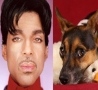 Celebrities - Celebrity Animal Look Alikes