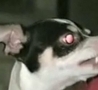 Funny Links - Another Possessed Demon Dog
