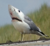 Funny Animals - Birdshark-Funny Animal Picture