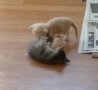 Funny Links - How to break up a kitten fight.