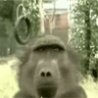 Funny Links - Webcam Monkeys