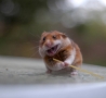 Funny Animals - Fear the Ninja Hamster!