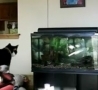 Funny Links - Cat Crash Tests the Aquarium