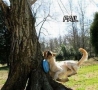 Funny Animals - Fido Fetch the Frisbee