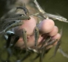 Cool Pictures - Fish Around Toes