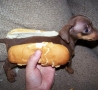 Funny Animals - Funny Animal-Hot Dog